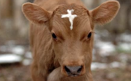 sterling connecticut holy cow